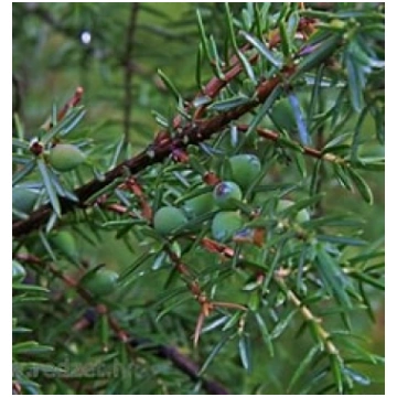 Kadiķa ogas -Juniperus communis | Larēna