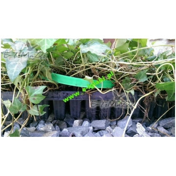 Efeja parastā Hedera helix 5-15 cm Multiplātē tuja