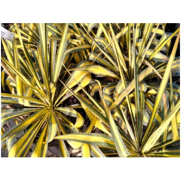 Yucca filamentosa Golden Sword Donnadipiante - Ven