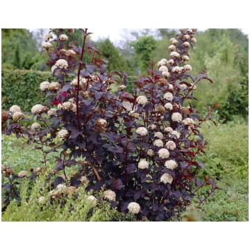 Physocarpus opulifolius 'Diabolo' (Irbeņ