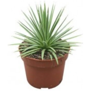 AGAVE NANA 10,5Ø15H UAB E.GĖLĖS KAUNAS