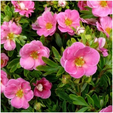 Potentilla fruticosa 'Pink Qeen' Parastā