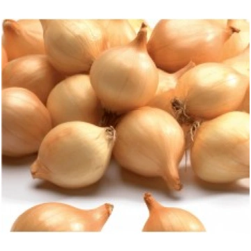 STURON SĪPOLU STĀDI 14/21 1KG TOP ONION