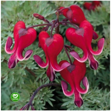 Dicentra formosa bacchannal / Lauztā sirds sarkanā