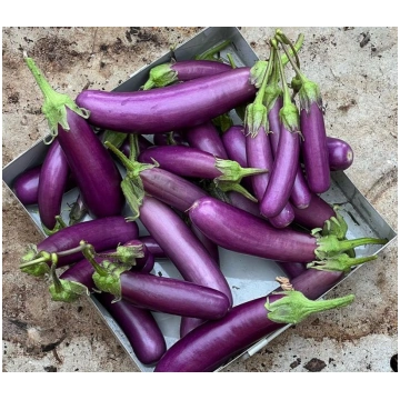 Baklažāni Violet Knight F1 10 sēklas, Baklažāni, D