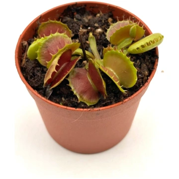 Dionaea Muscipula "Villarica" Caput Mundi Labs
