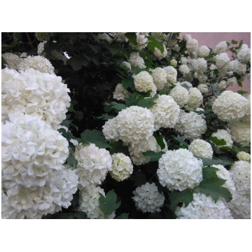 Viburnum opulus Roseum-Pallon di maggio Donnadipia