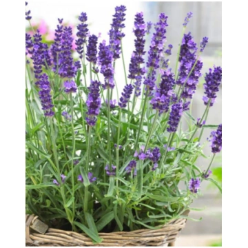 Lavandula angustifolia Hidcote | A.M. ozoli