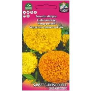 Standart flower Sēklas samtenes lielās Sunset Gian