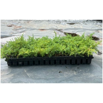 Vidējā Ficera kadiķis Gold kissen Juniperus pfitze