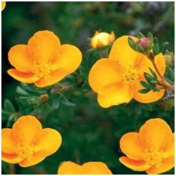 Klinšrozīte, parastā “Tangerine” /Potentilla fruti