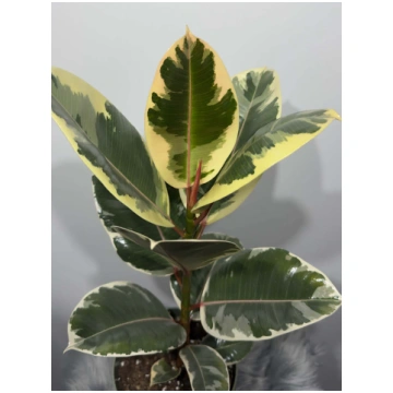 Ficus elastica Ruby augi-plants