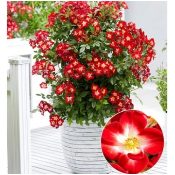 Roze "Everglow Ruby"