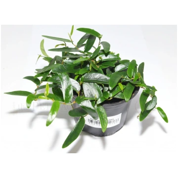 FICUS PANAMA Italian Cresties Shop