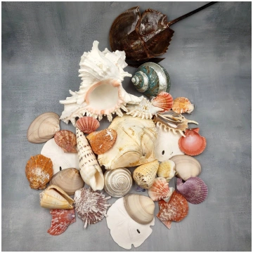 Seashell Variety Pack Assorted Mix B GRADE (Approx
