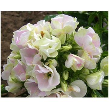 Floksis skarainais 'Creme de la Creme', 