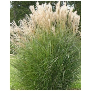 Miscanthus sinensis 'Gracillimus' (Ķīnas