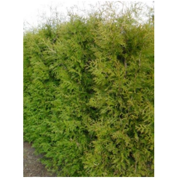 Thuja occidentalis 'Brabant' - Rietumu t