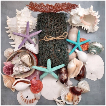 Seashell Variety Pack Assorted Mix B GRADE (Approx