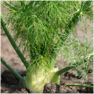 Fenhelis 'Fino' (Foeniculum vulgare) 0,2