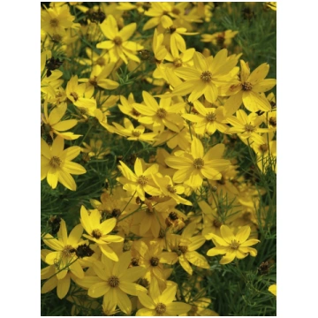 Coreopsis verticillata Zagreb I | A.M. ozoli