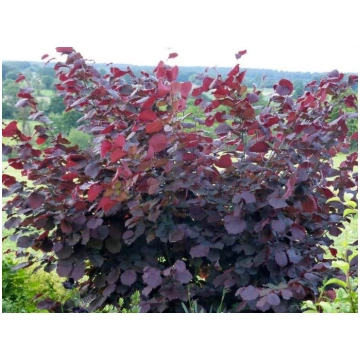 Corylus maxima 'Purpurea' (Lamberta lazd