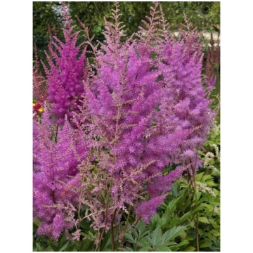 Astilbe 'Nemo'®, P13 Astilbe