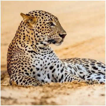 Museums & Galleries Karnet kwadrat z kopert Leopar