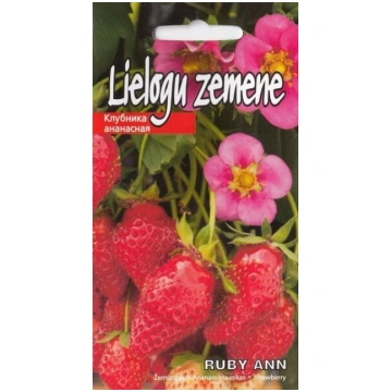 Lielogu zemenes RUBY ANN, 5 gab. Kurzemes sēklas