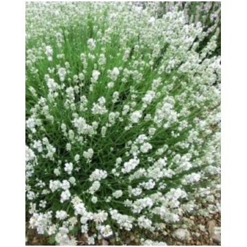Lavandula angustifolia Arctic Snow | A.M. ozoli