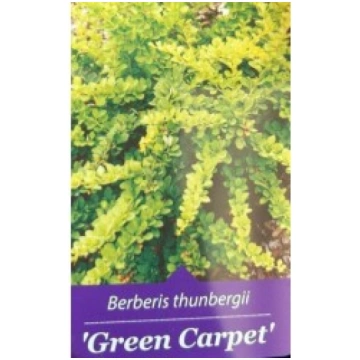 TUNBERGA BĀRBELE GREEN CARPET KITI UŽSIENIO