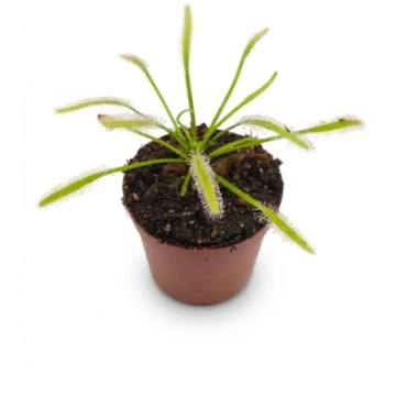Drosera capensis "Alba" Caput Mundi Labs