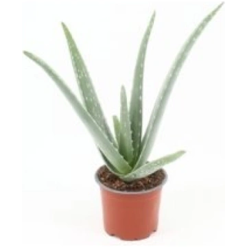 Telpaugi Aloe vera(Alveja)