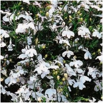 Lobēlijas WHITE CASCADE 0.1