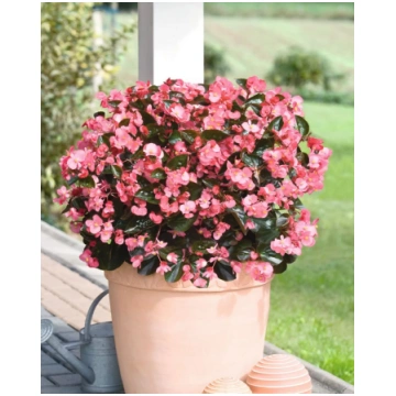 Begonia hybrida Big Rose Bronze Leaf | A.M. ozoli