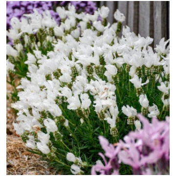 Franču lavanda “Lavita White”