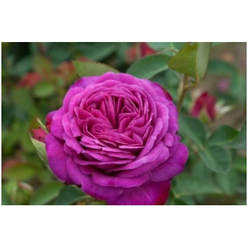 Heidi Klum Rose® (FL) (TAN00681)