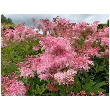 Sarkanā vīgrieze ( filipendula rubra venusta) 2 st