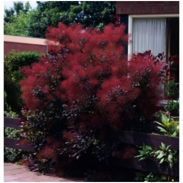 Parastais parūkkoks "Royal Purple" 60-80 cm
