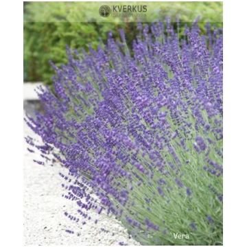 Lavanda "Vera" Kverkus