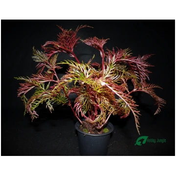 Begonia bipinnatifida Hobby Jungle