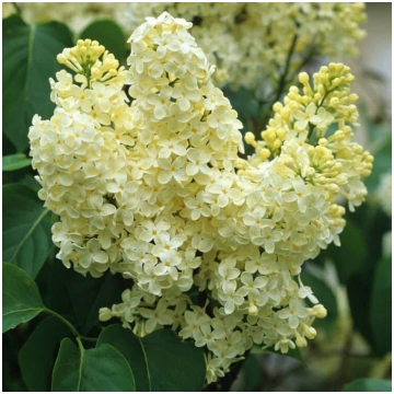 Syringa vulgaris 'Primrose' Parastais ce