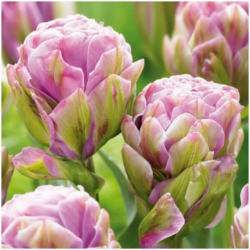 Tulpes pildītās VIOLET PRANA 12/+ 60gab Dārziem