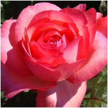 Rozā - Tējhibrīdroze - maigi smaržīga roze - krust