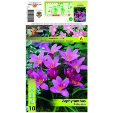ZEPHYRANTHES ROBUSTUS SVOGŪN._PAVASAR
