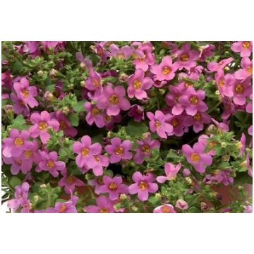 Bakopas Pinktopia® Carmine Rose 5 gab PanAmericanS