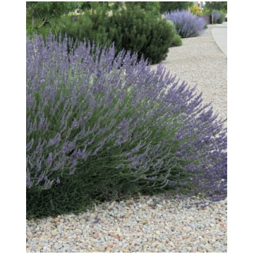 Lavandula intermedia Grosso | A.M. ozoli