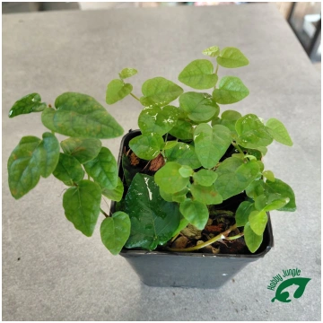 Ficus pumila Hobby Jungle