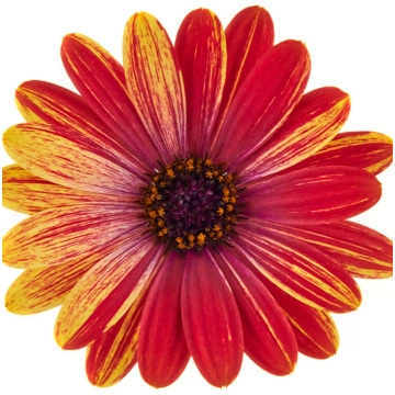 Osteospermum ecklonis Cape Daisy Zanzibar Firework