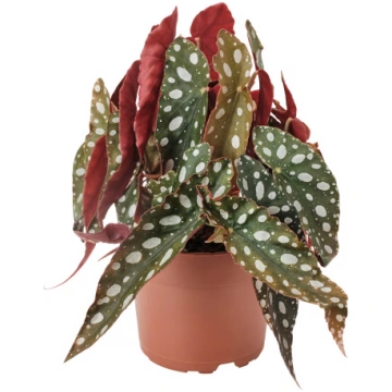 BEGONIA MACULATA augs puķupodā, punktainā begonija